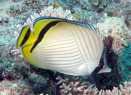CHAETODON VAGABUNDUS